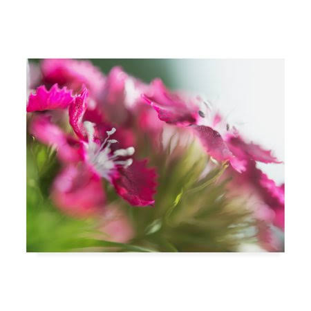Canvas Art 18x24 V1683