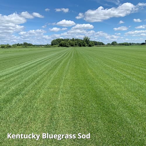 Blue Panther Kentucky Bluegrass Grass Seed (25 lb) X75281