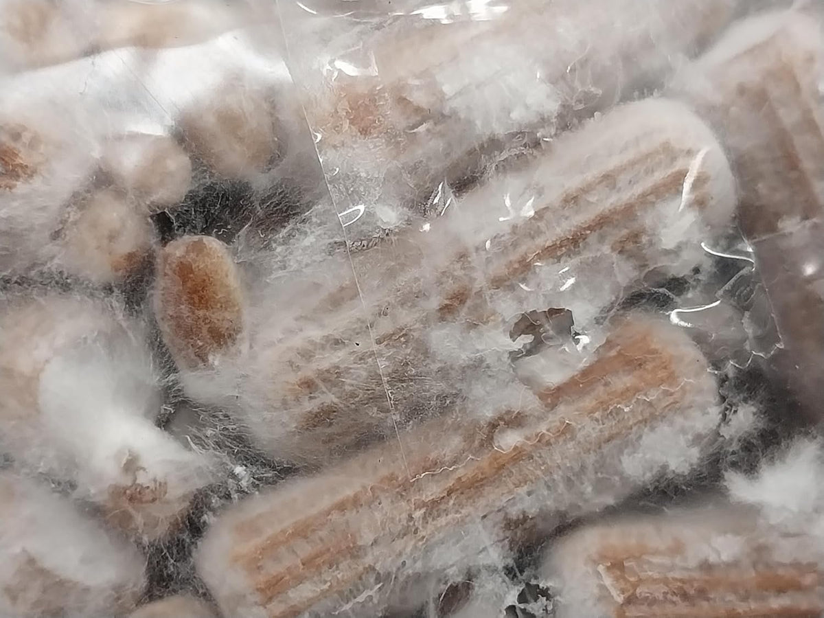 100 Lion's Mane Mushroom Plug Spawn R94477