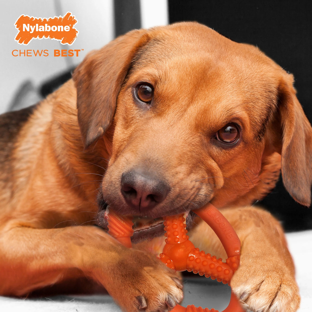 Moderate Chew Flexible Oval Ring for Dogs U7150