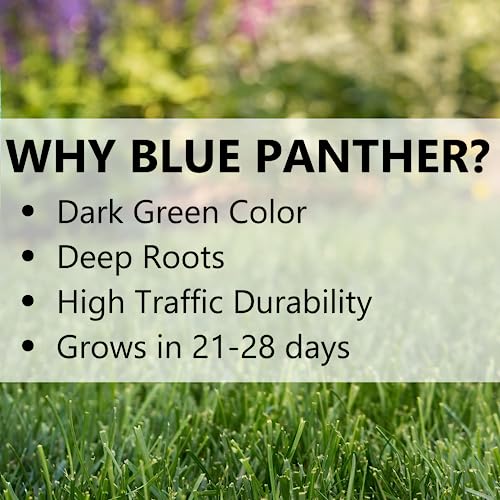 Blue Panther Kentucky Bluegrass Grass Seed (25 lb) X75281