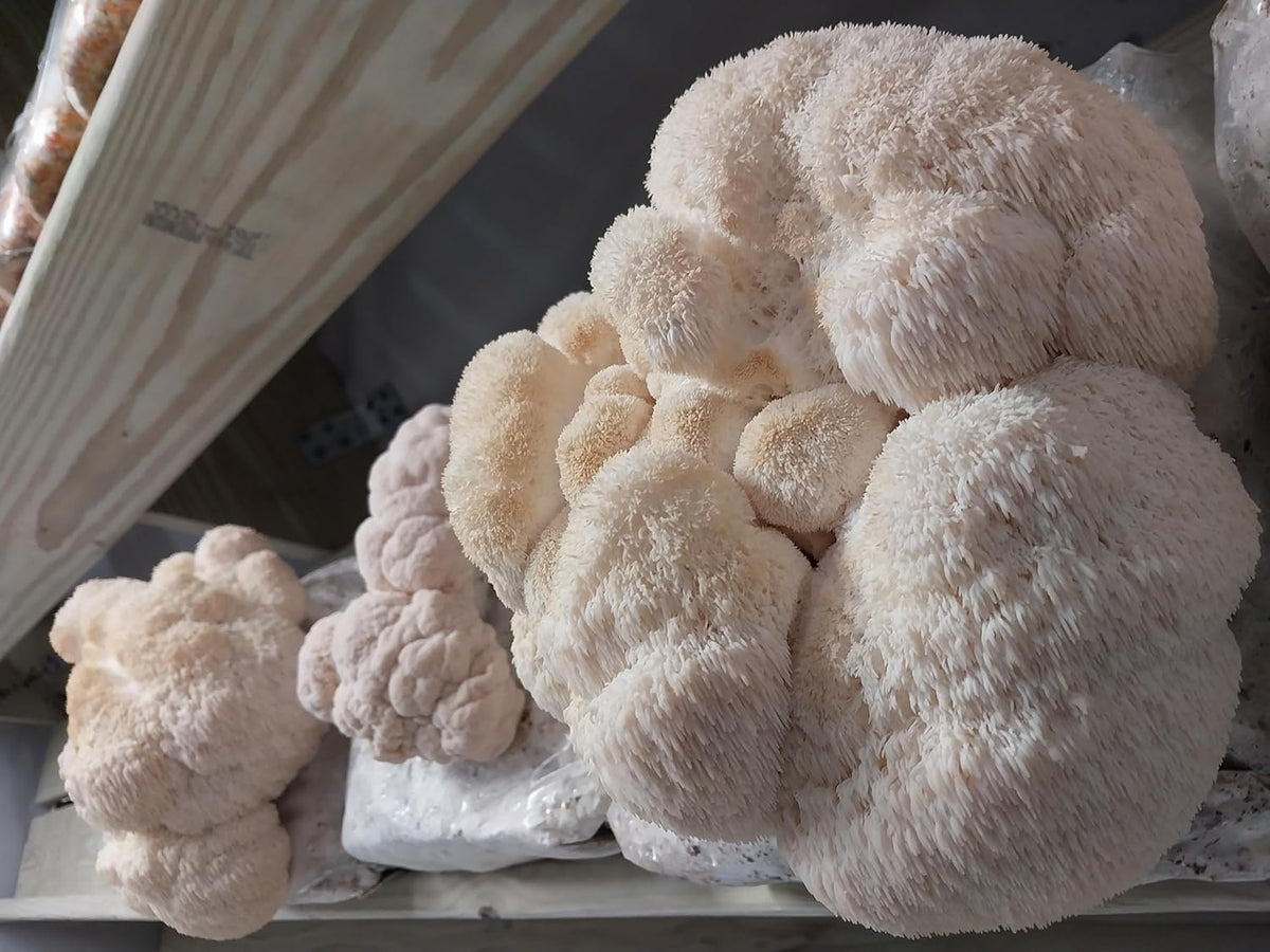 100 Lion's Mane Mushroom Plug Spawn R94477