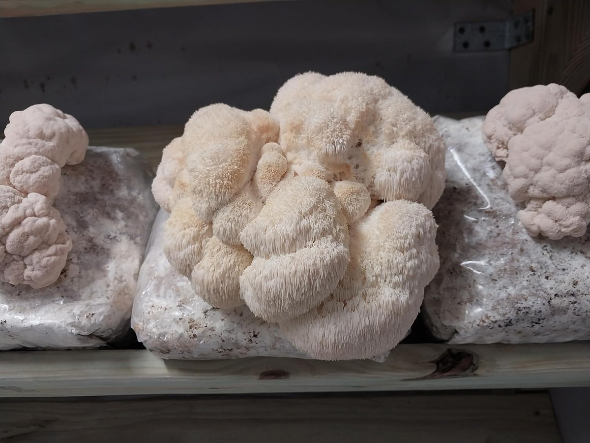 100 Lion's Mane Mushroom Plug Spawn R94477
